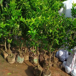 ৩ টি বারোমাসি মিশরীয় হলুদ মাল্টা চারা